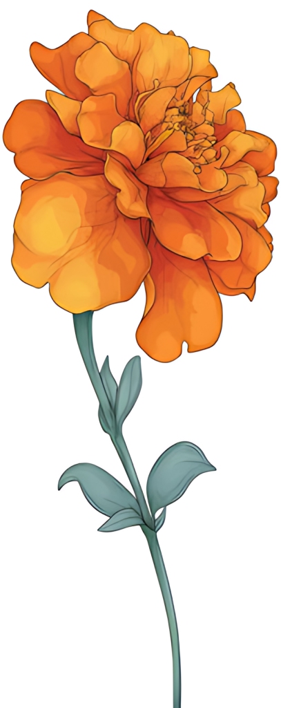 橙色万寿菊单支清新自然花卉插画