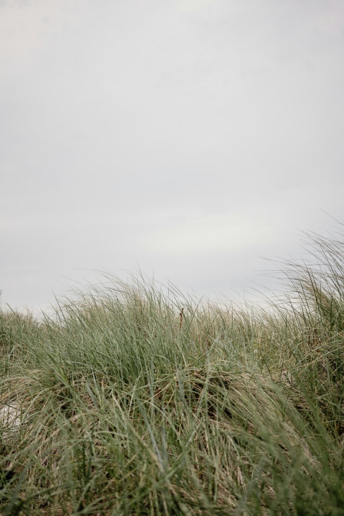 海边草丛与灰蒙天空