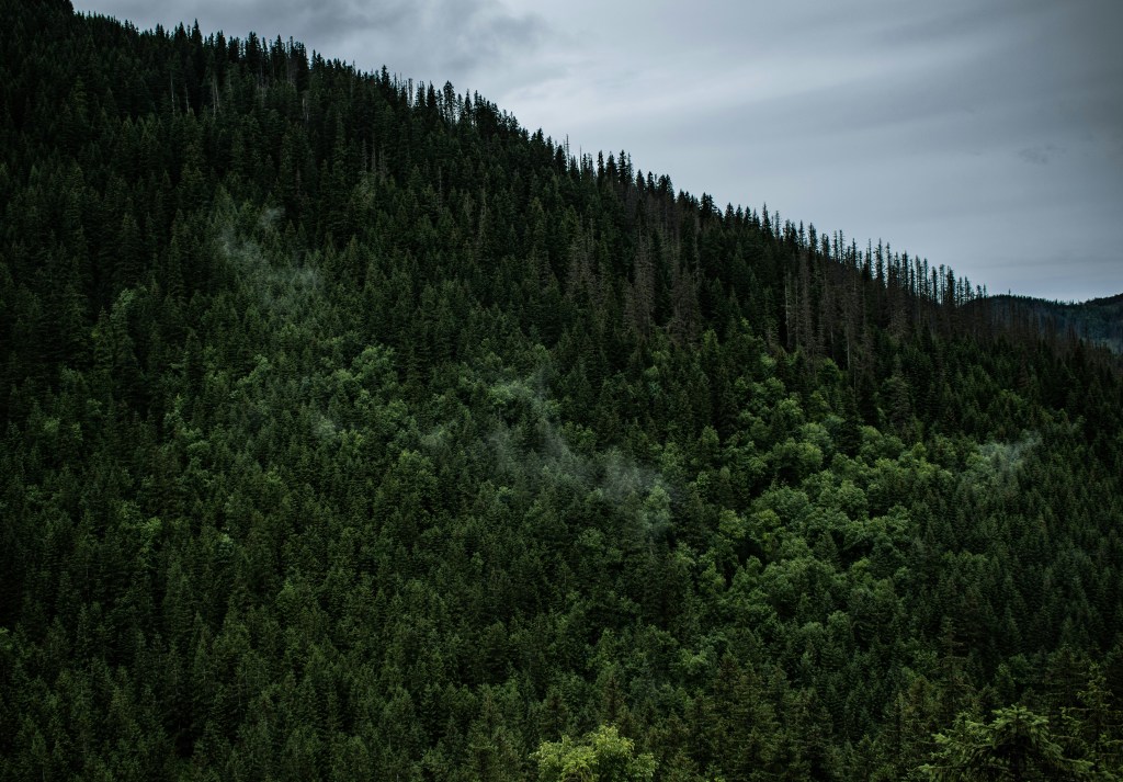 阴天密林山景照片