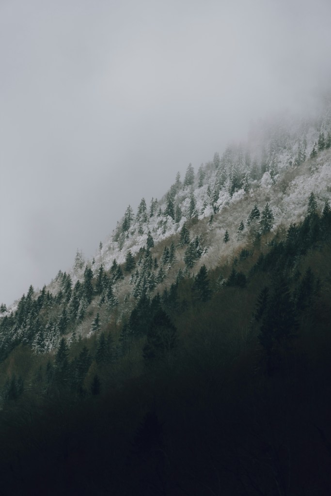 云雾缭绕雪山林照片