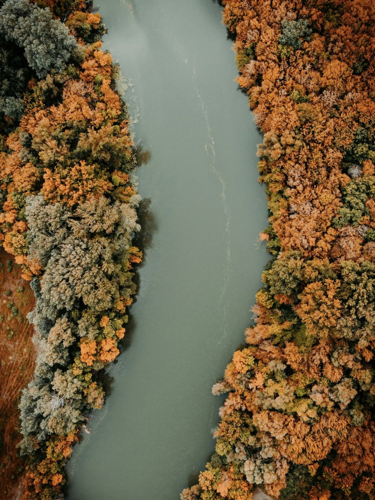 俯瞰秋日河流两岸金黄树林照片