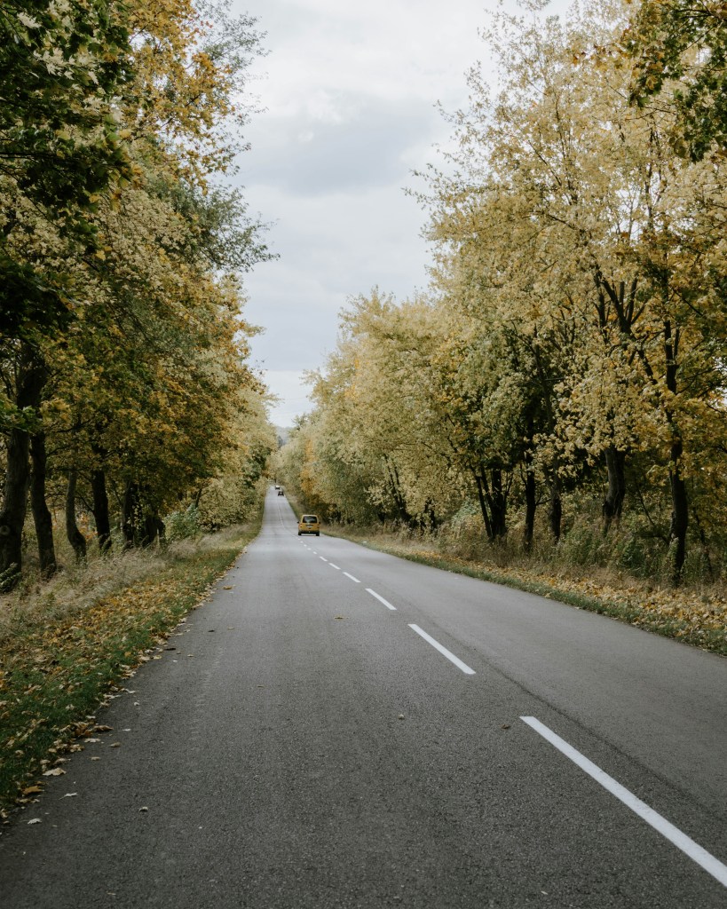 秋日林荫公路车辆行驶照片