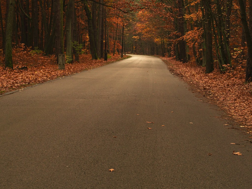 秋日林间公路落叶铺满照片