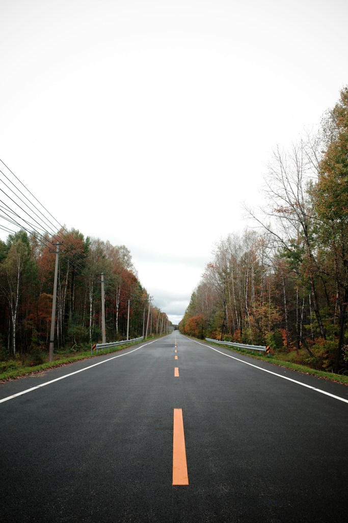 笔直公路两旁秋林景色照片
