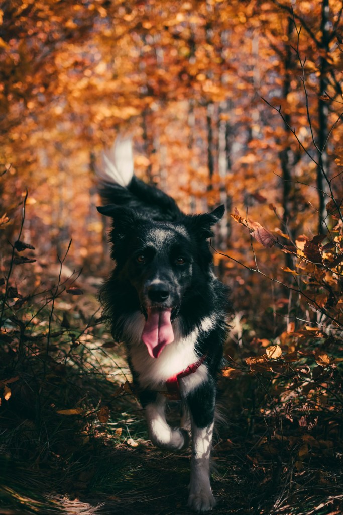 秋日林间黑犬奔跑