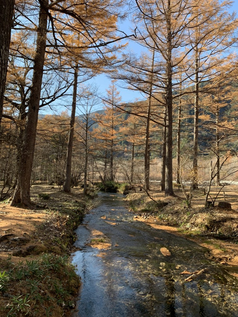 秋日林间溪流静谧流淌