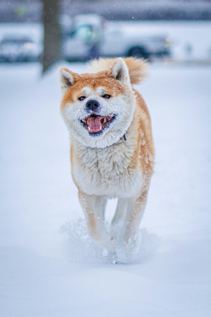 雪地奔跑的秋田犬