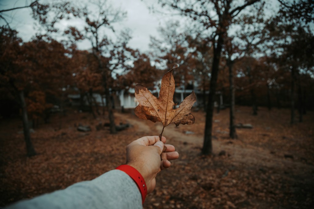手持枯叶秋景特写