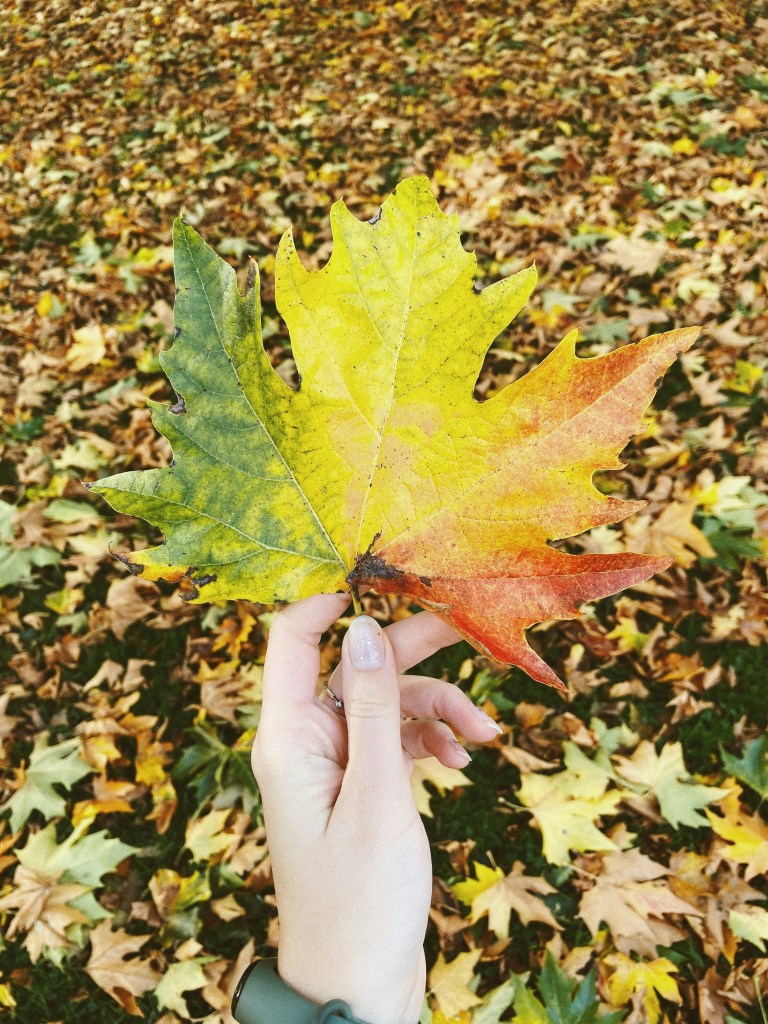 手握多彩秋叶落叶铺地
