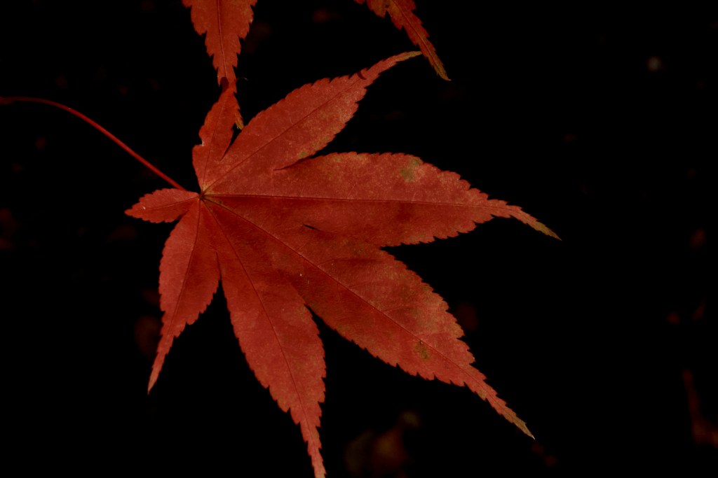 深秋红叶特写光影对比鲜明