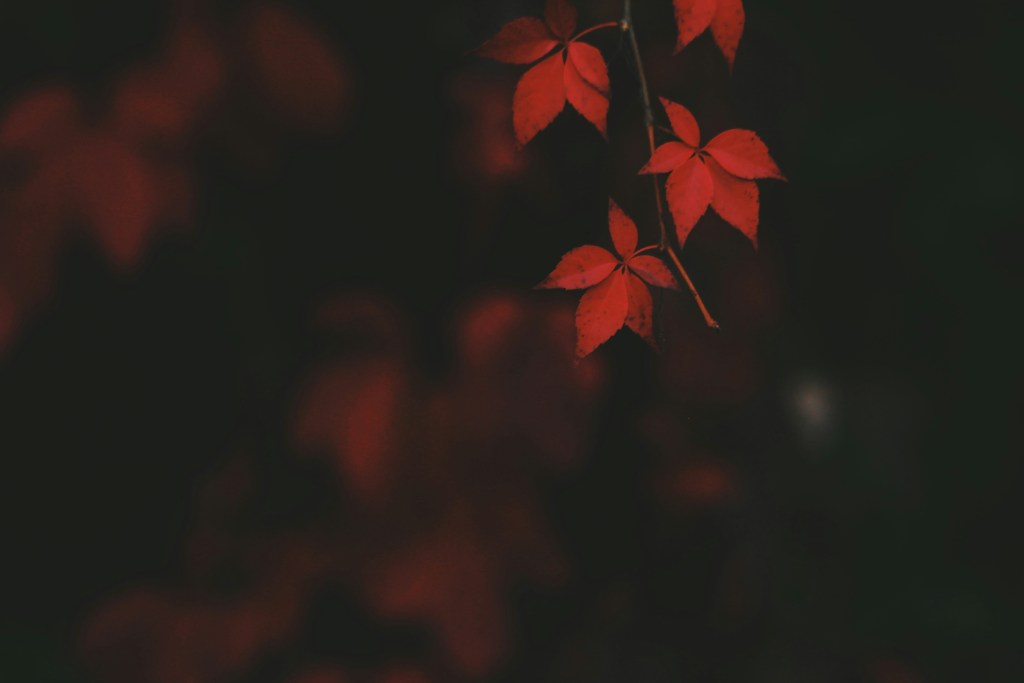 深秋红叶特写光影朦胧
