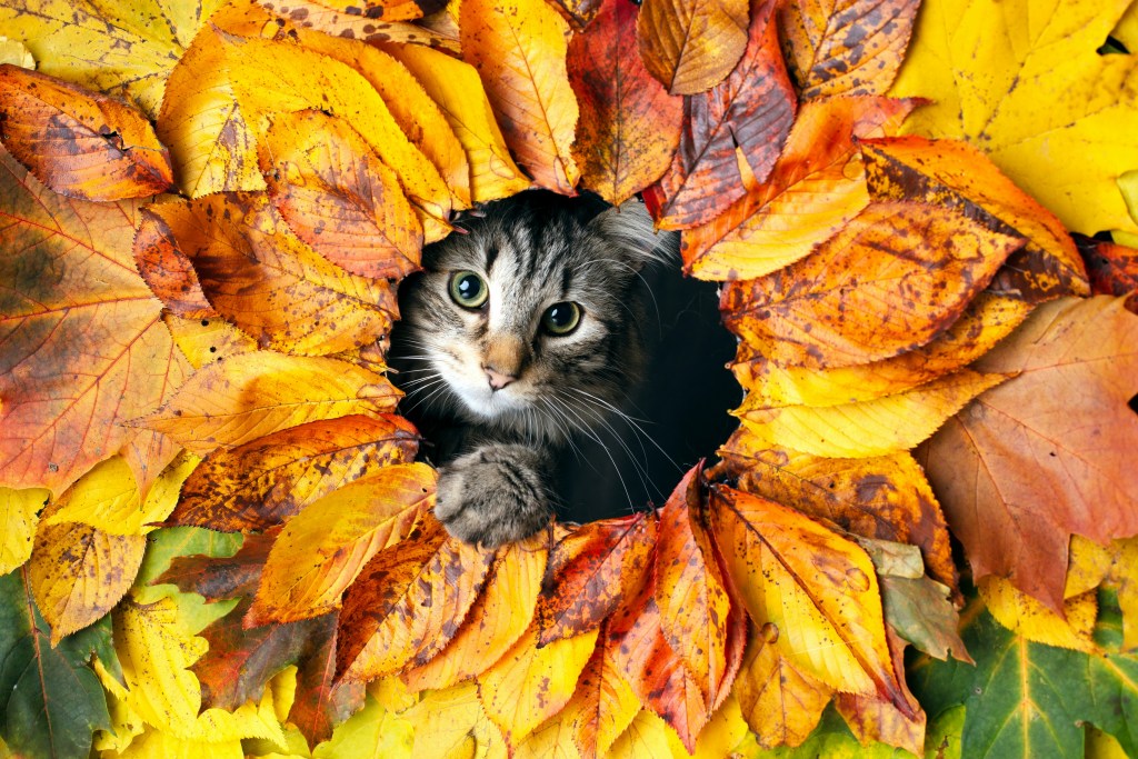 猫咪藏身秋叶中萌态十足