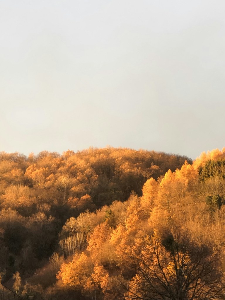 秋日山林金黄树叶景色