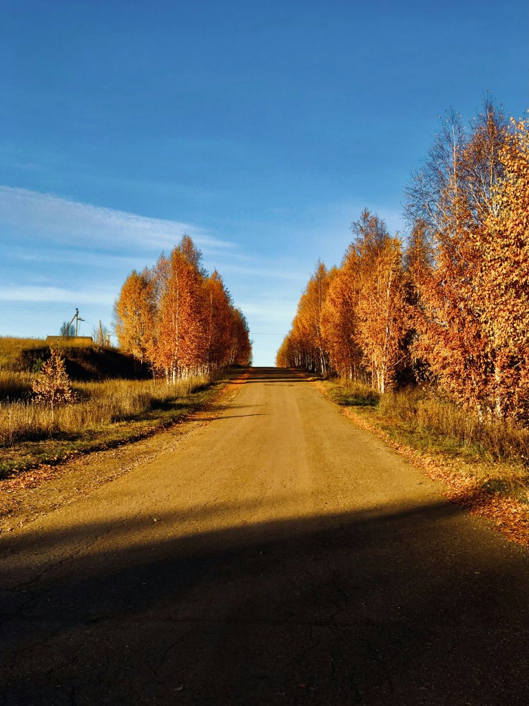 秋日林荫公路景色