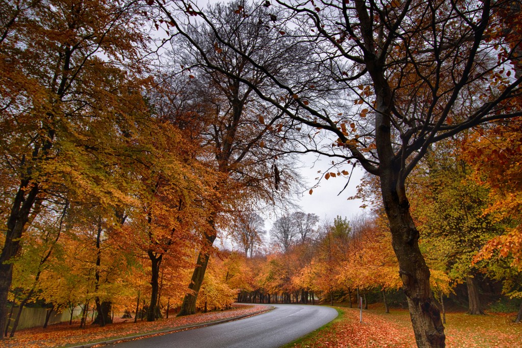 秋日林荫道落叶缤纷