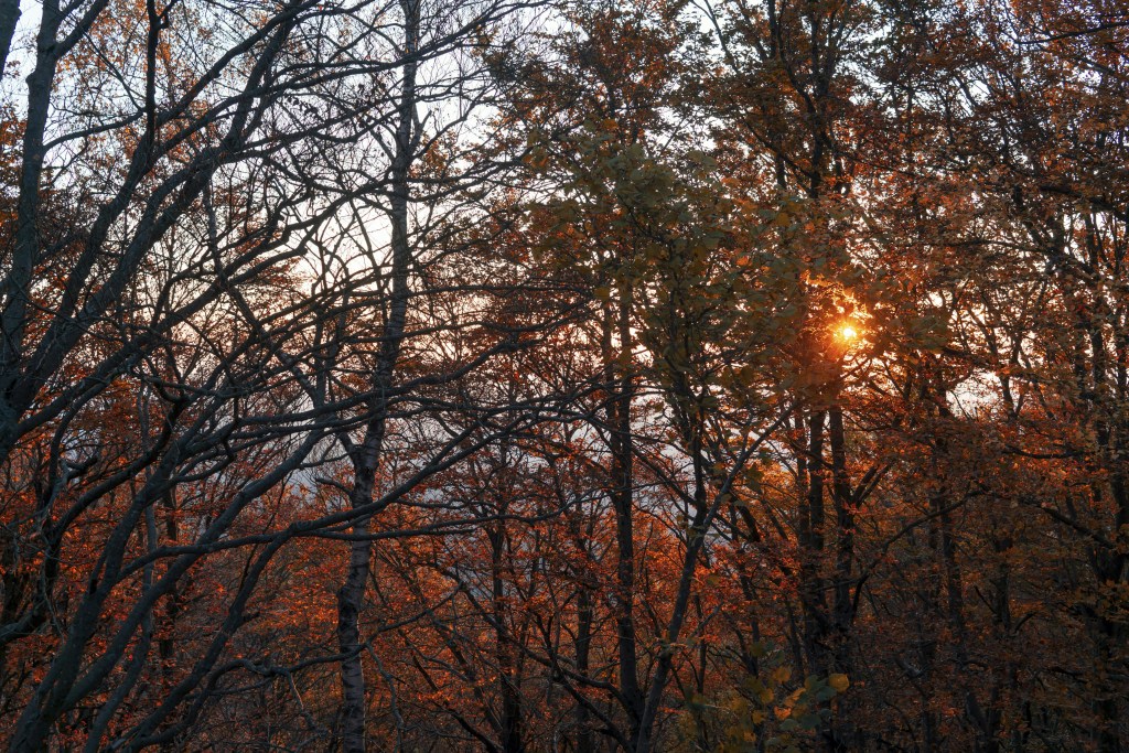 秋日林间夕阳穿透枝叶