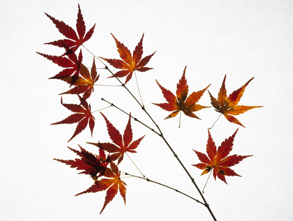 秋日枫叶枝头红黄相间
