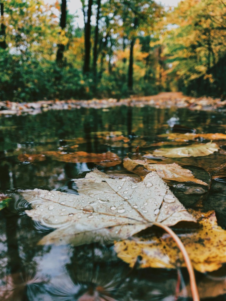 秋日溪流落叶静景