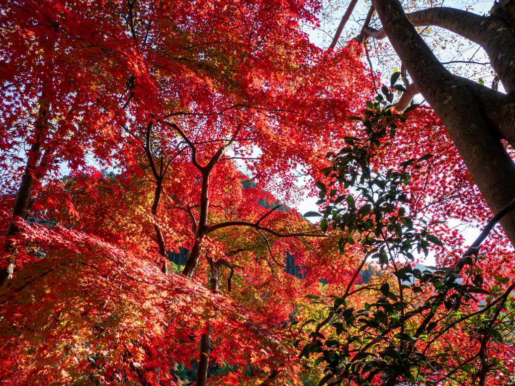 秋日红叶映衬蓝天美景