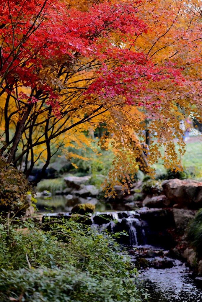 秋日红叶溪流美景