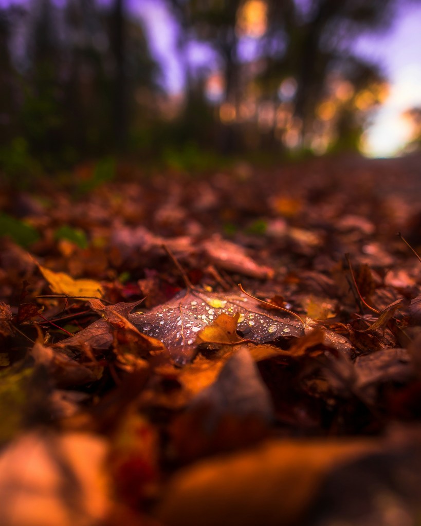 秋日落叶小径露珠闪烁
