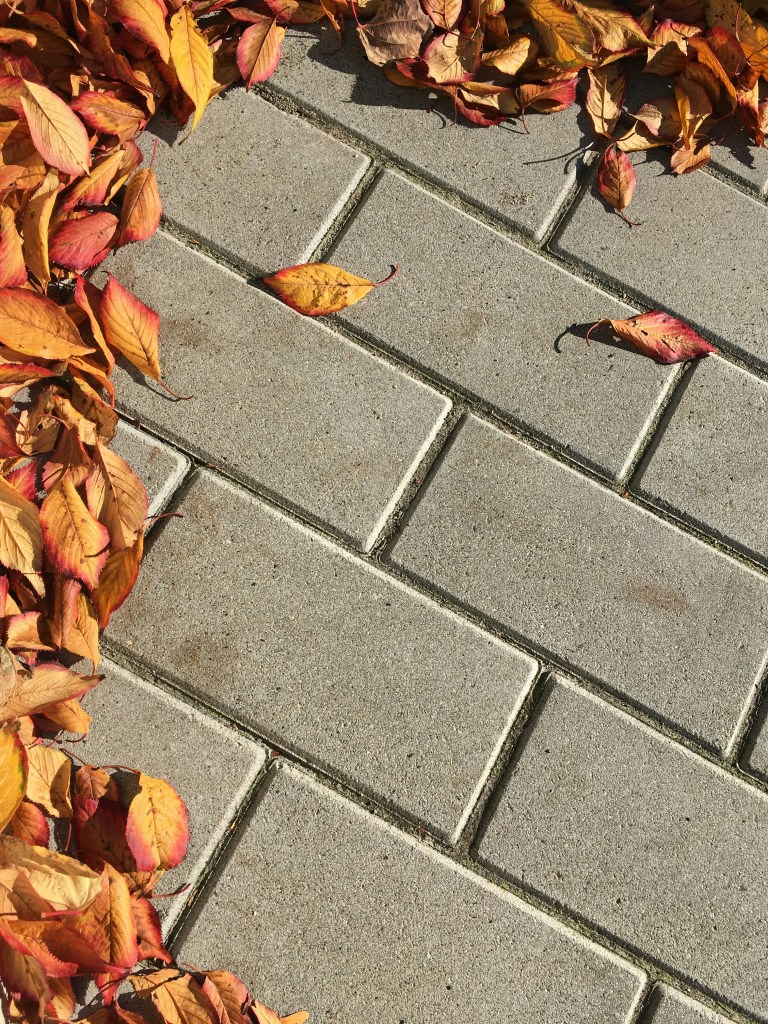 秋日落叶铺满石板路