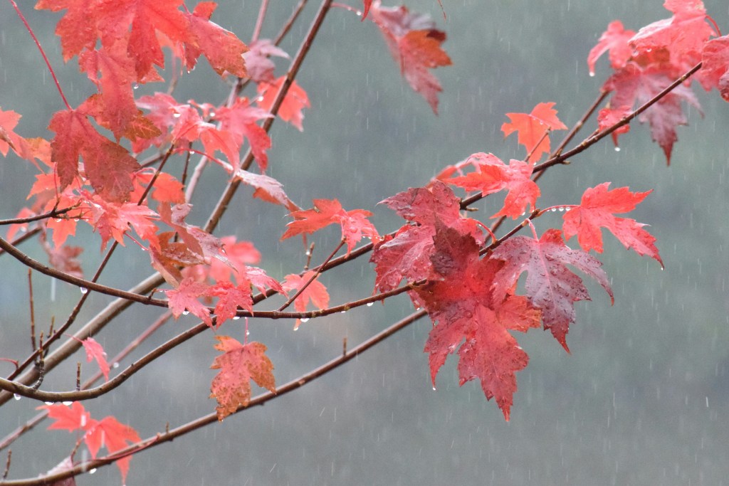 秋雨红叶枝头滴露