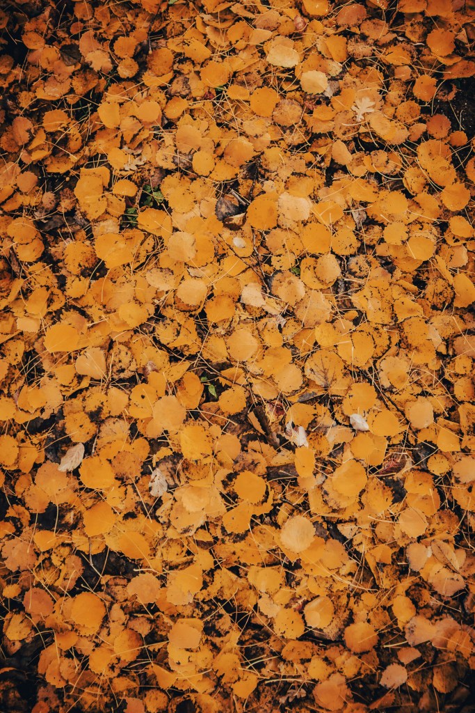 金黄落叶铺满地面的秋日景象