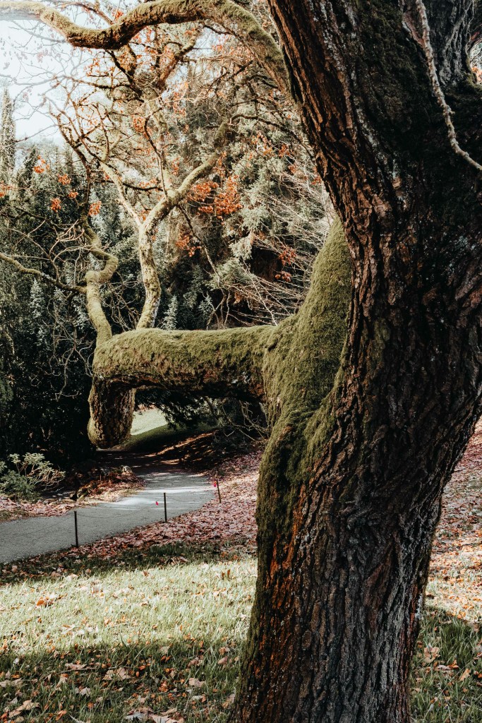 古树苔藓小径秋景照片