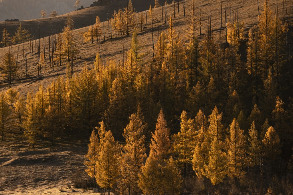 秋日山林金黄树木景色
