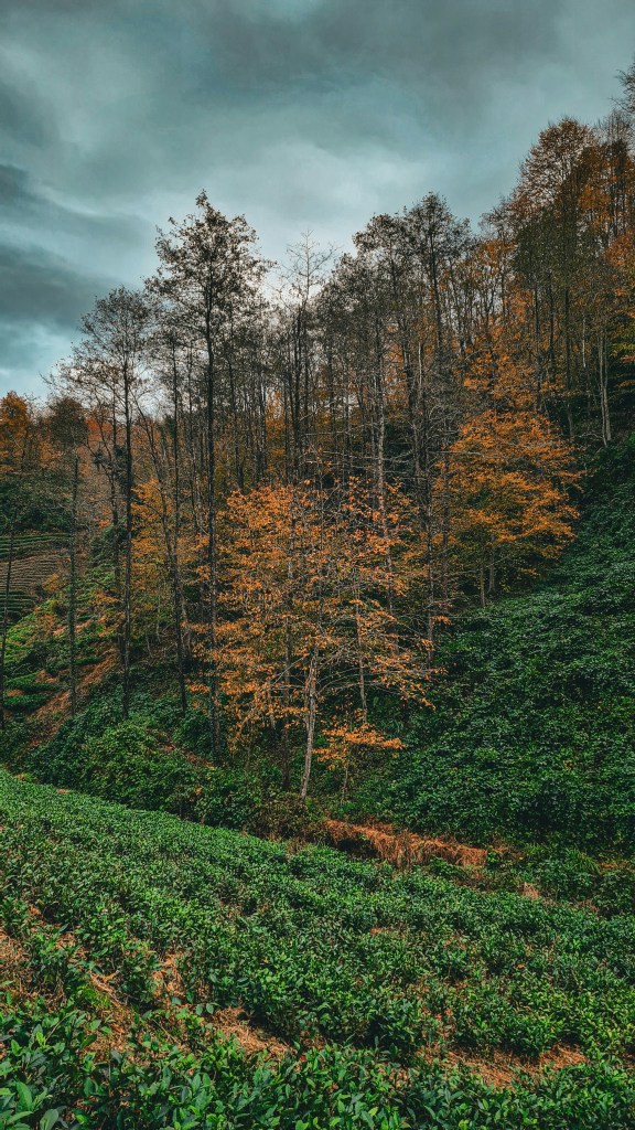 秋日茶园山林景色