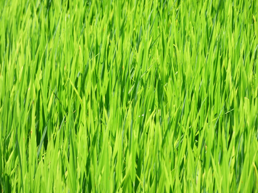 稻田稻穗风景画图片素材