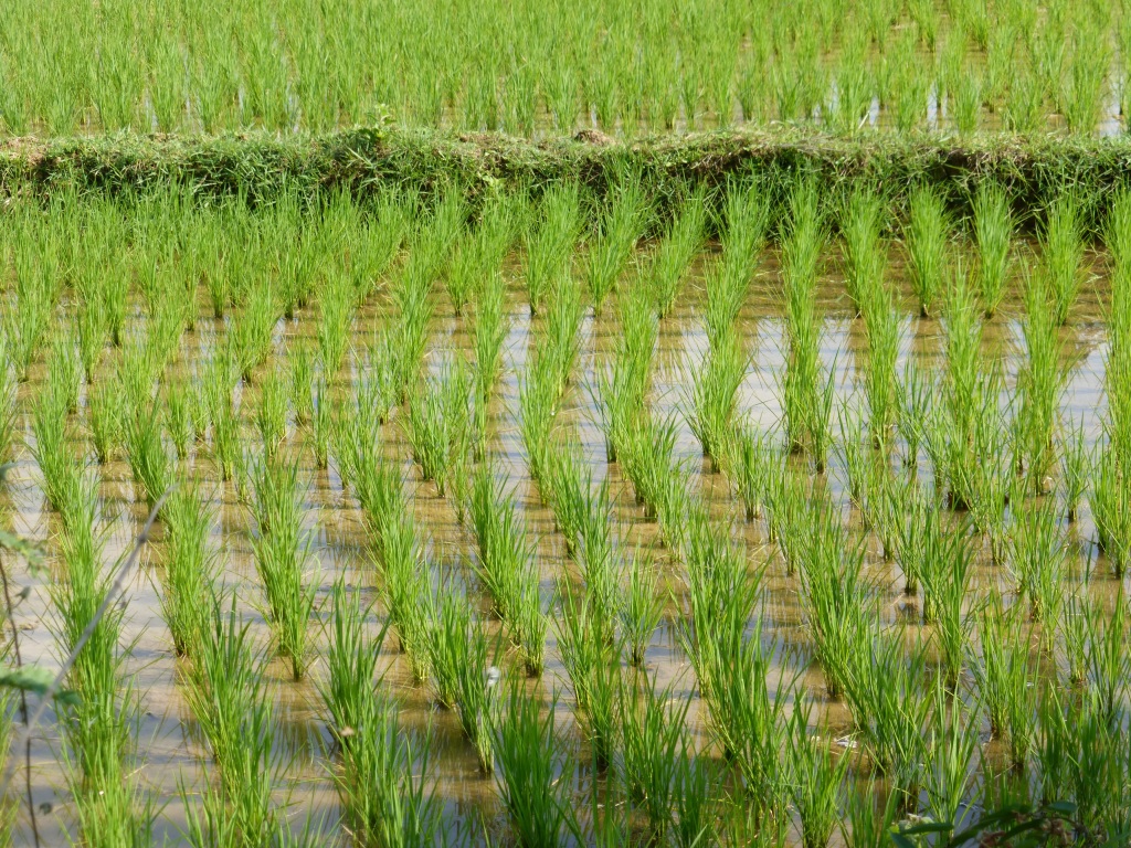 稻田风景画摄影图片