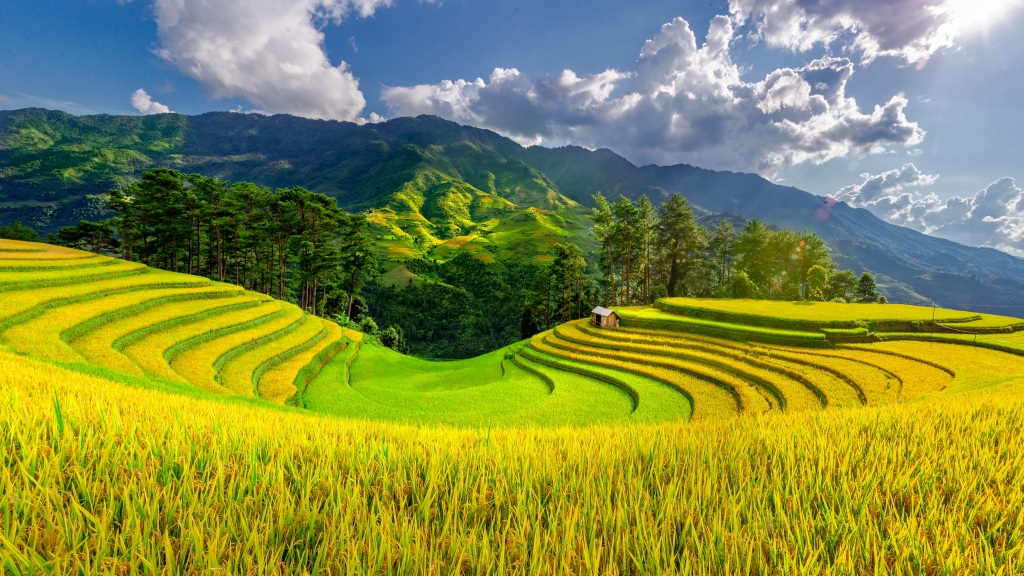 梯田稻田风景画摄影图片