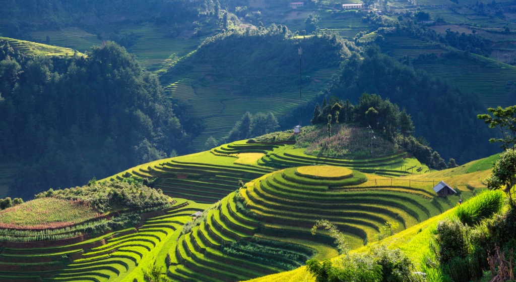 水稻稻田风景画图片