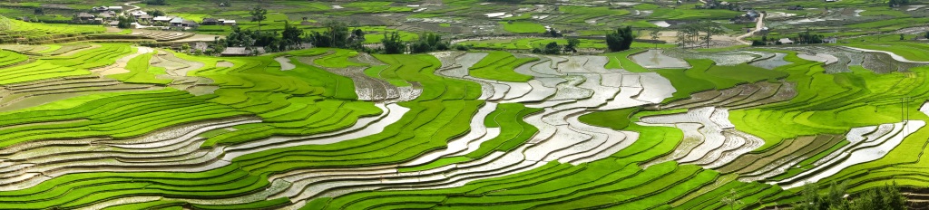 水稻稻田风景画图片