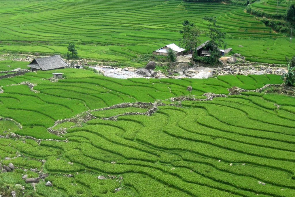 梯田稻田风景画摄影图片