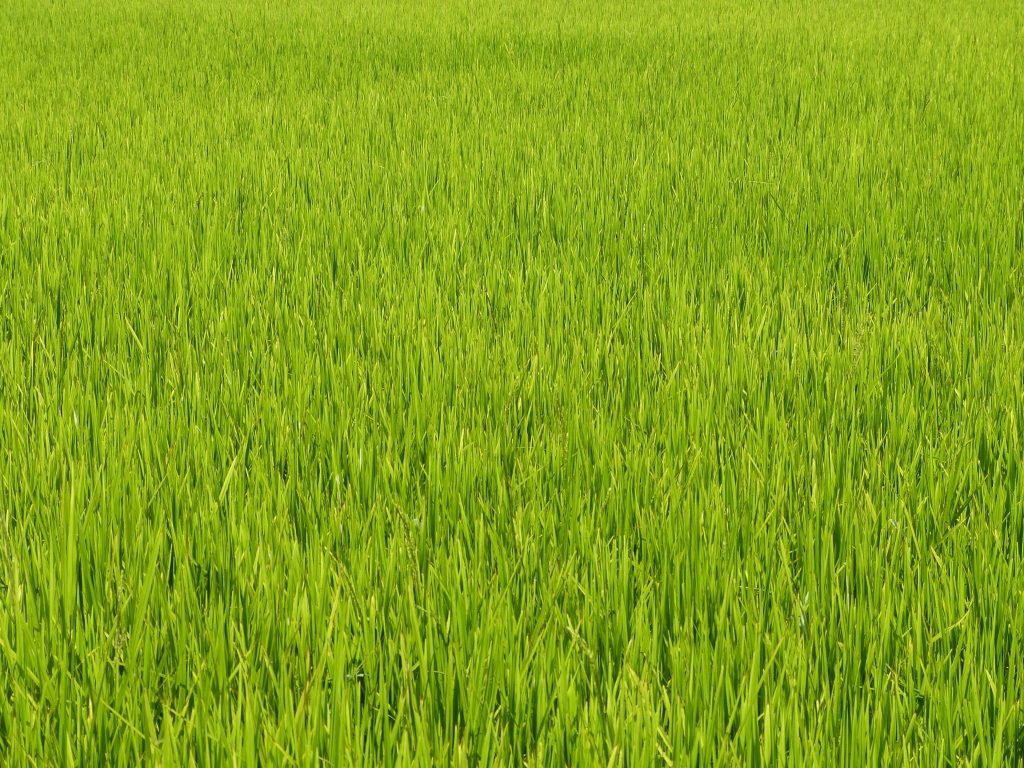 稻田风景画图片素材