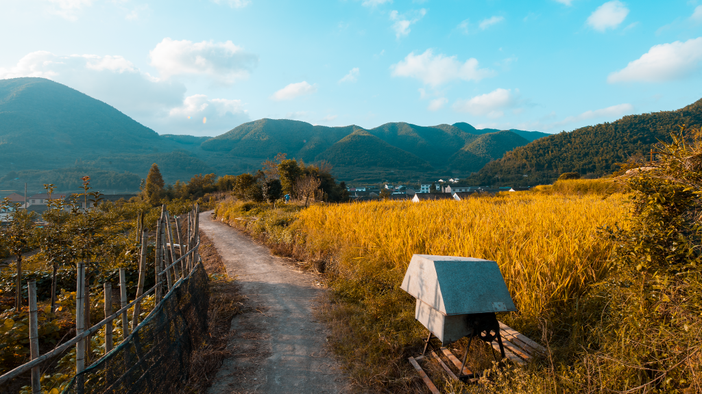 稻田稻穗高清图片素材