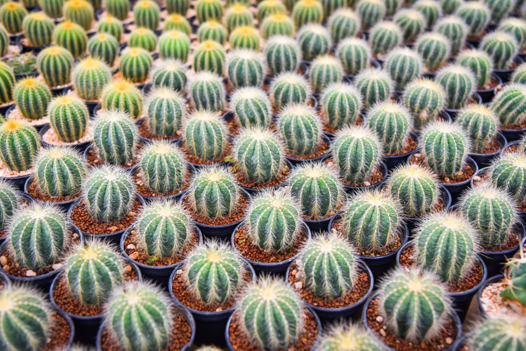 仙人掌植物高清图片