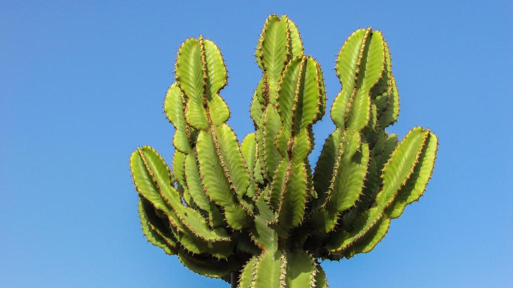 仙人掌摄影图片素材