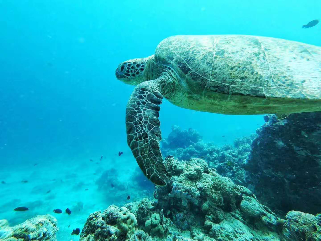海龟唯美马尔代夫旅游图片