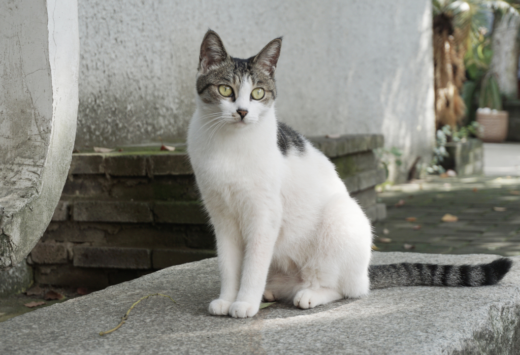 大理古城里的猫