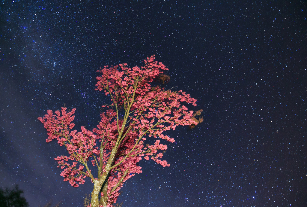 大理星空下的树
