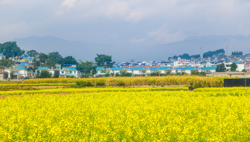 云南大理乡村油菜花