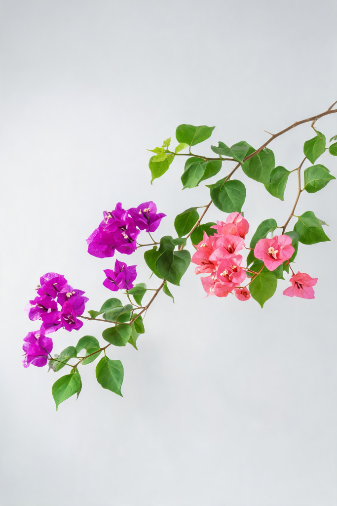 三角梅植物摄影图