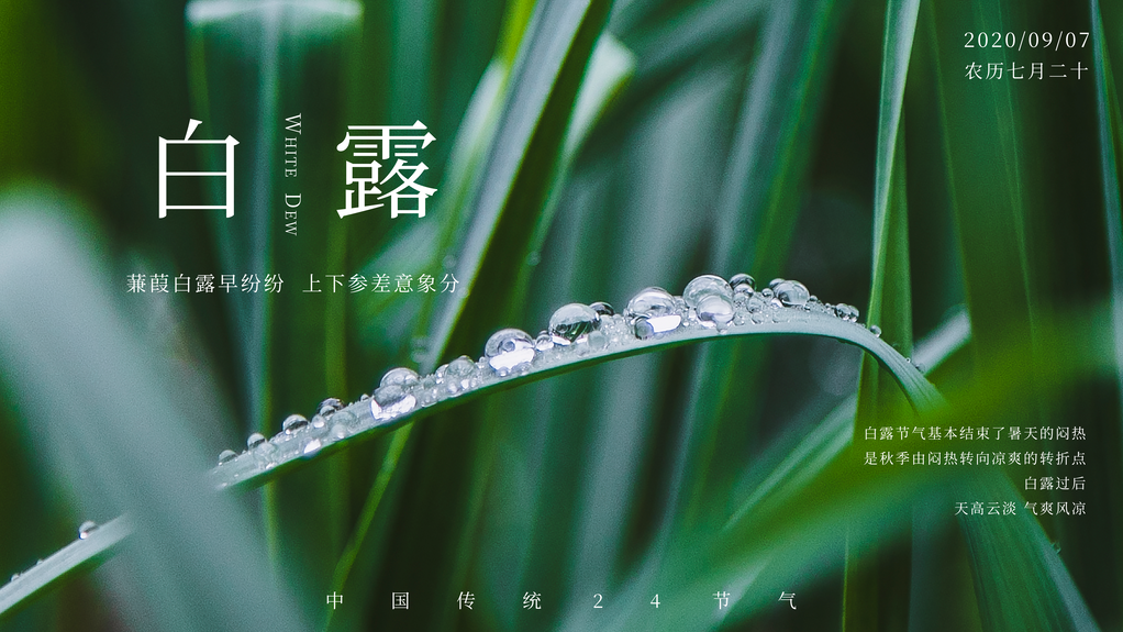 白露节气海报设计素材模板