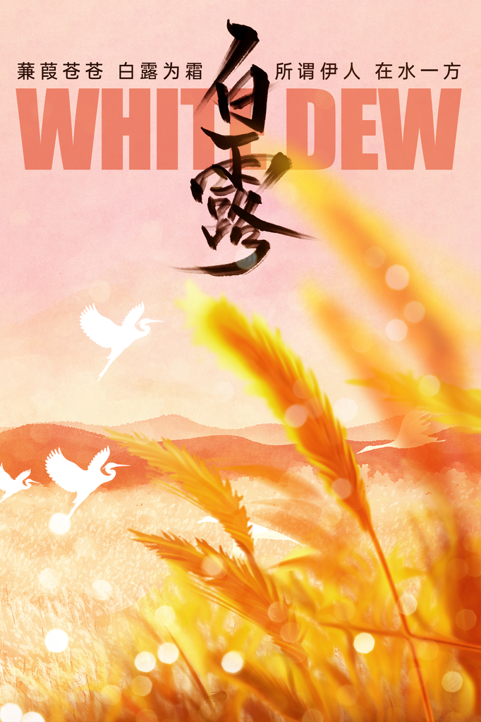 白露节气日常活动宣传海报