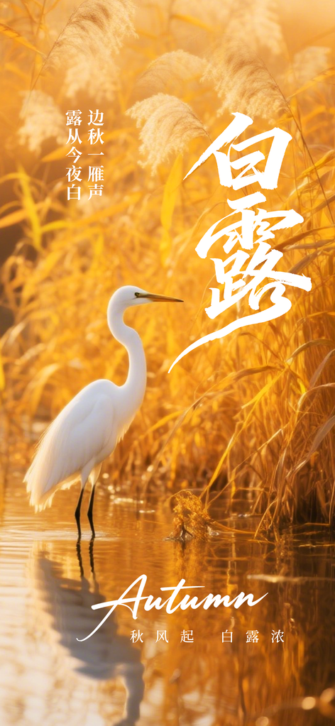 白露节气复古日常活动海报