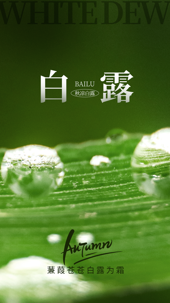 白露节气日常简约海报素材
